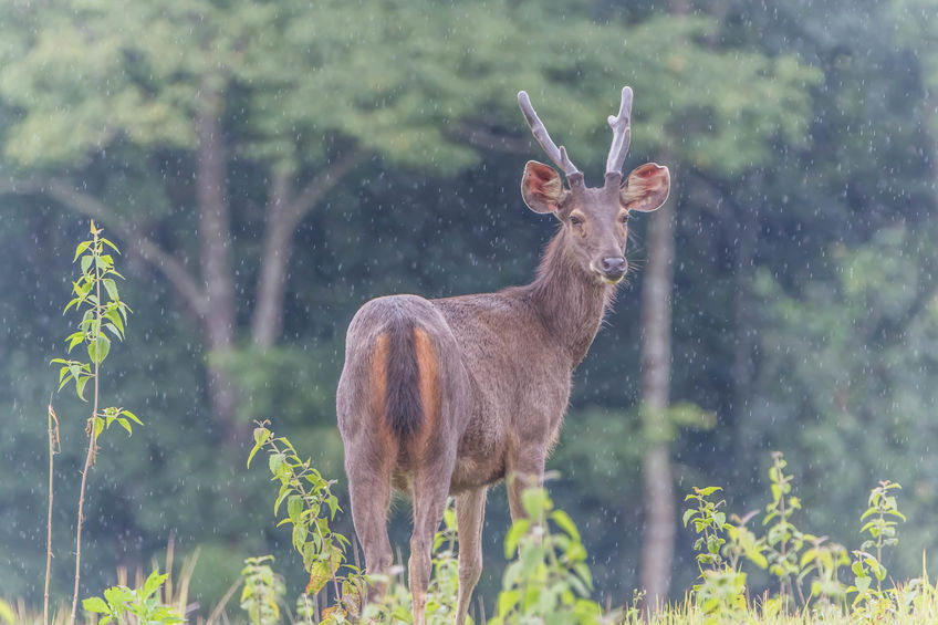 Popular Deer Food Plot Seeds