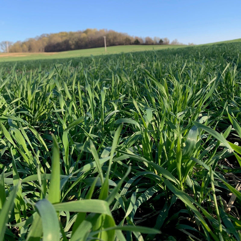 The Value of Cover Crops... Survey Says