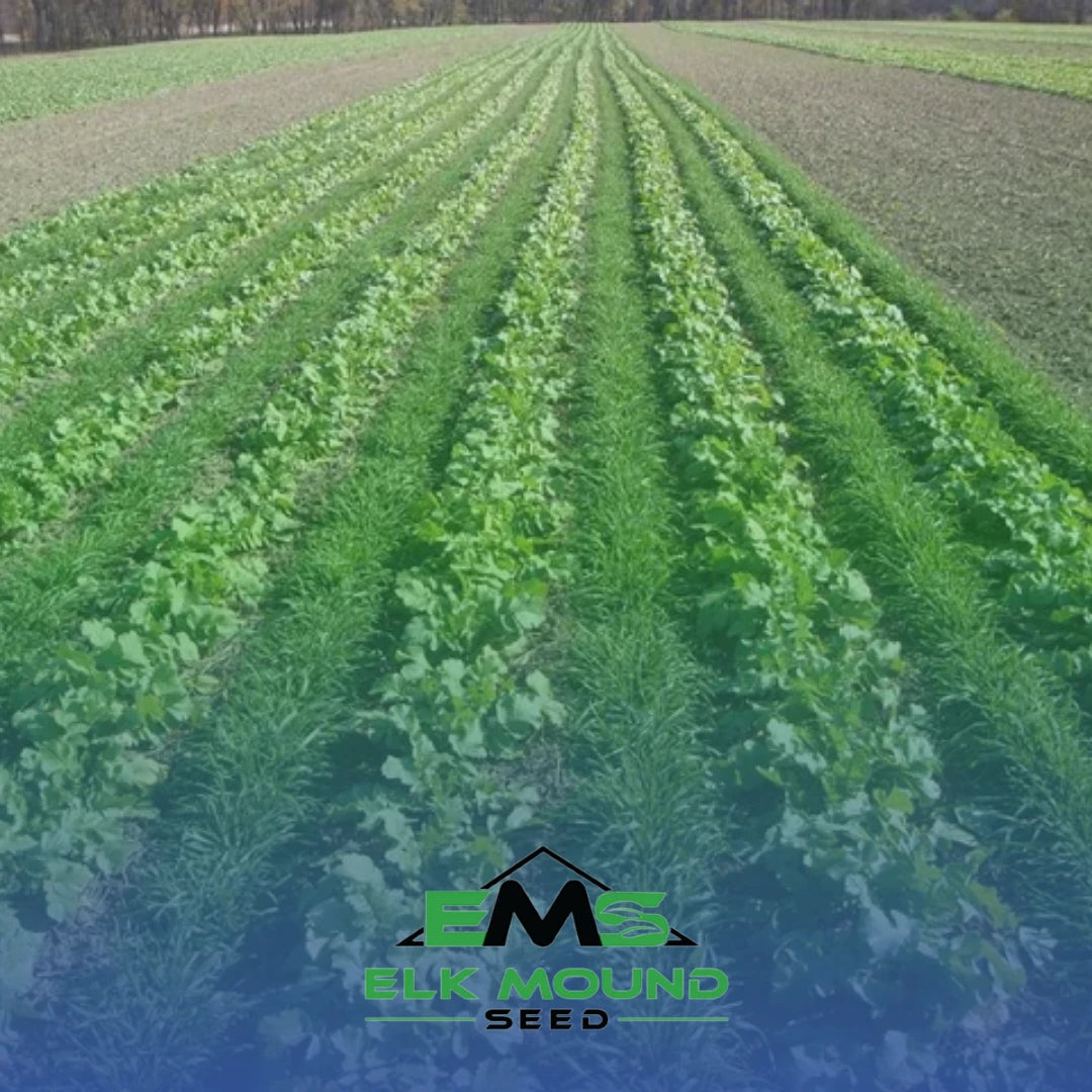 cover crops planted in a field