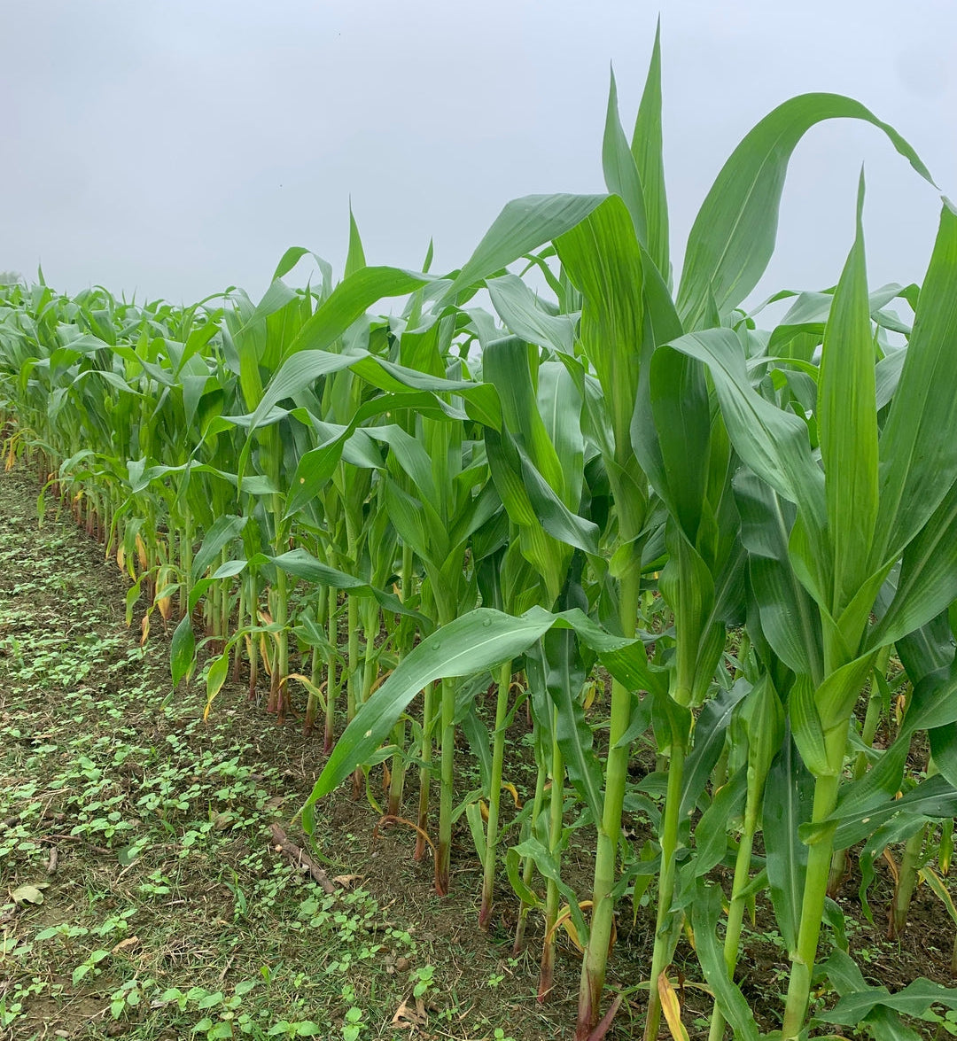 Glyphosate Tolerant Sweet Corn  Elk Mound Seed