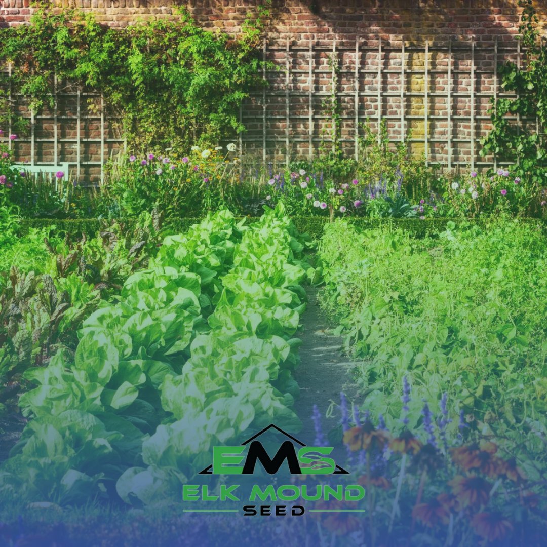 garden seeds growing in a garden