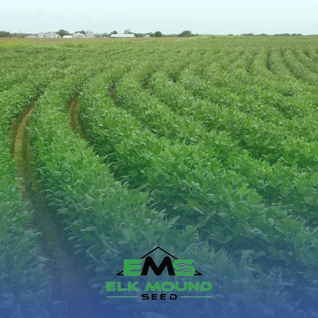 soybeans growing in a field