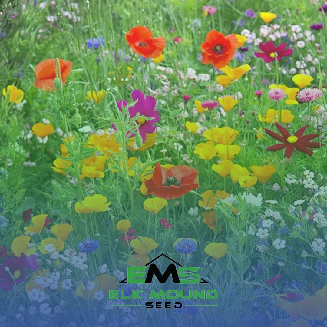 wildflowers and native grasses growing in a field