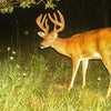 Antlerworx Whitetail Mineral
