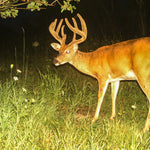 Antlerworx Whitetail Mineral