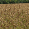 Blue Grama Seed (Bouteloua gracilis)