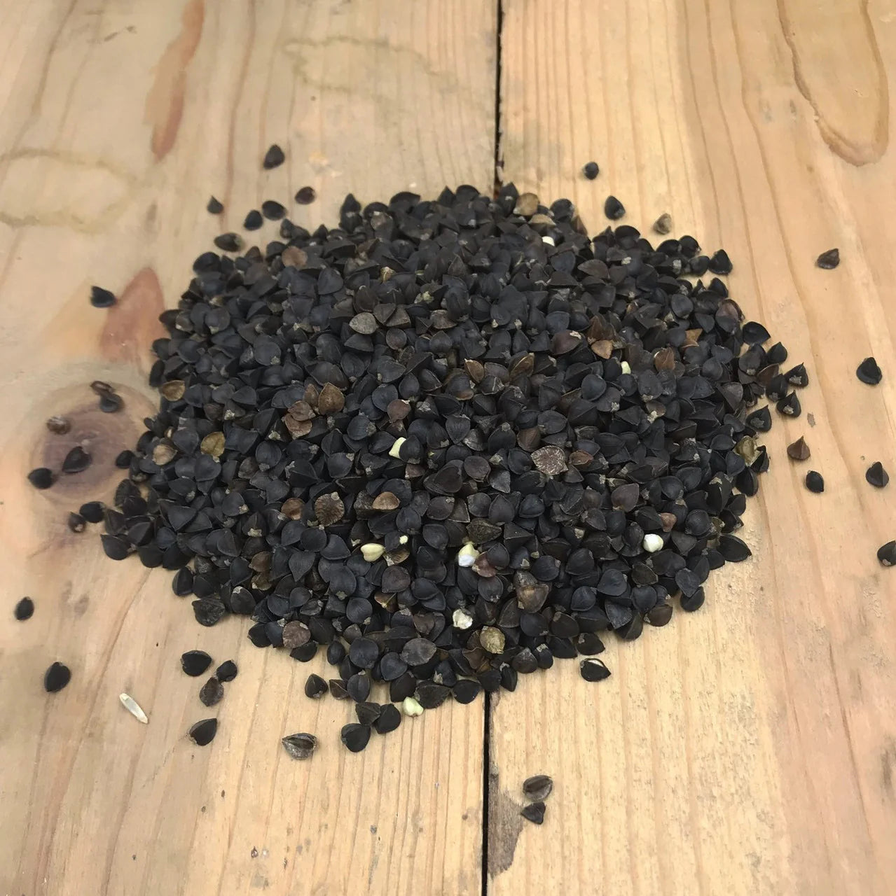 buckwheat plant seed buckwheat, buck wheat, cover crop, spring, weed control – Elk Mound Seed