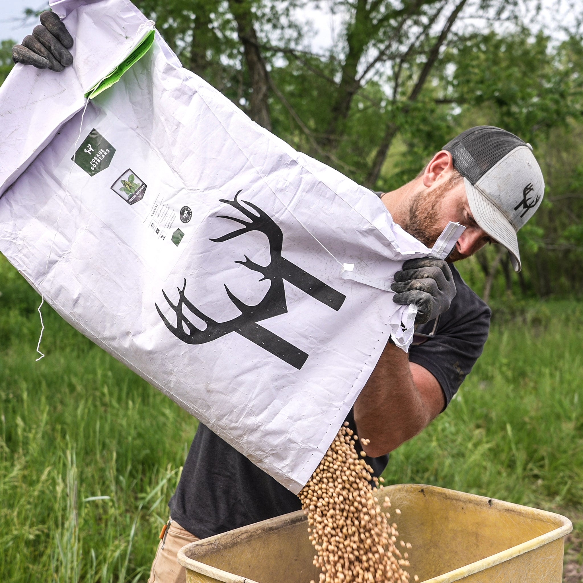 Forage Soybean Blend