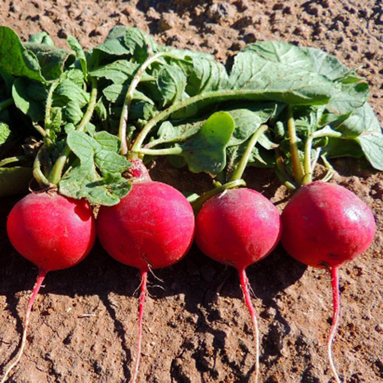 planting cherry belle radish seeds Cherry Belle Radish, early-maturing radish, crisp red roots, mild flavor, cool-season vegetable, fast-growing garden crop, non-GMO root vegetable, spring radish seed – Elk Mound Seed
