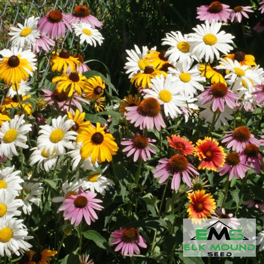 cheap perennial flower seeds Perennial Wildflower mix, Pollinators, Bee, Butterfly, Perennial Bloom, Frost Seed, Prairie, Meadow – Elk Mound Seed