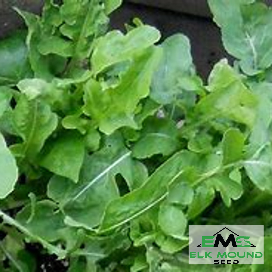 Roquette Arugula Seed