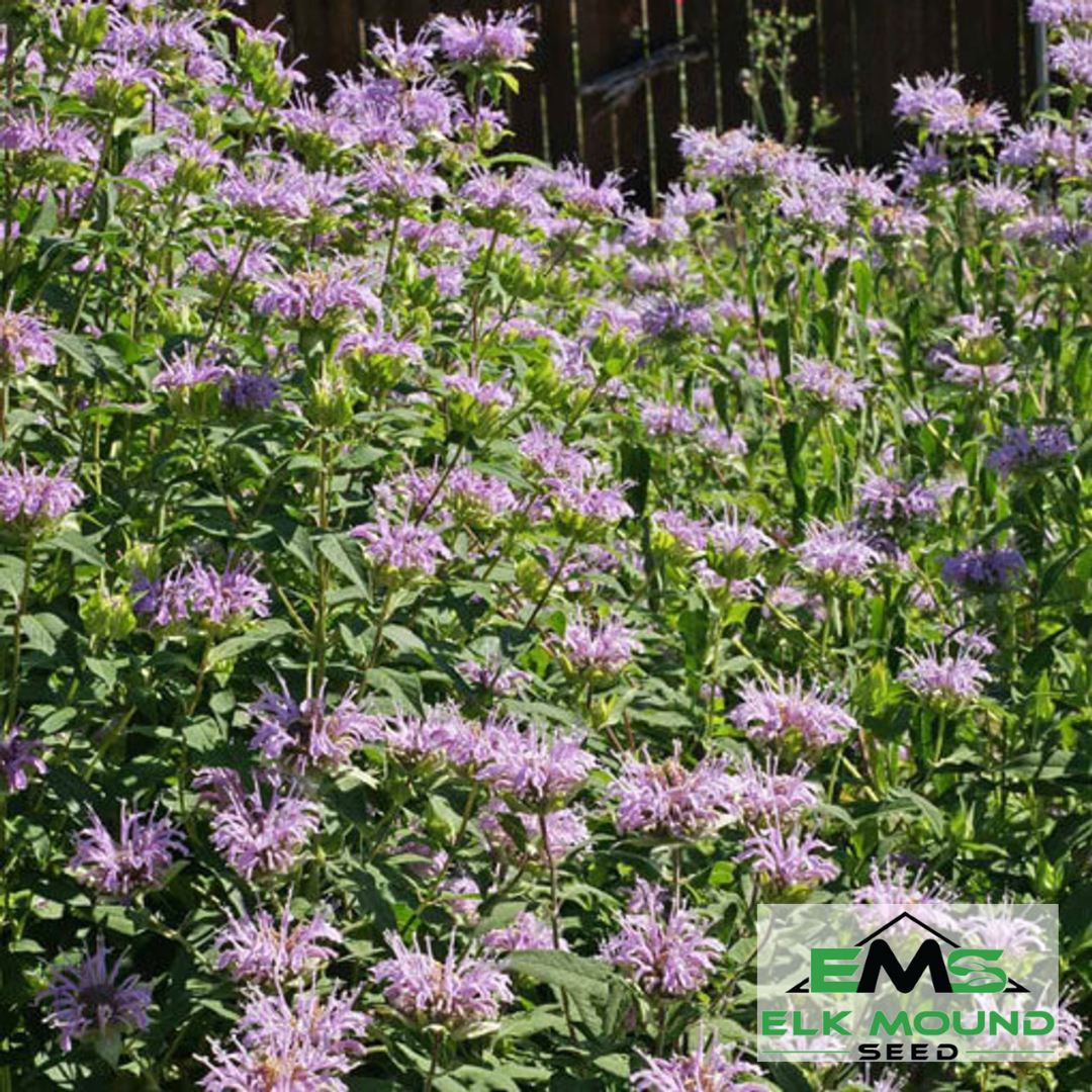 planting monarda seeds Nectar, Bee, Pollinator, Prairie, Meadow, Perennial wildflower – Elk Mound Seed