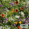 Beneficial Bug Wildflower Seed