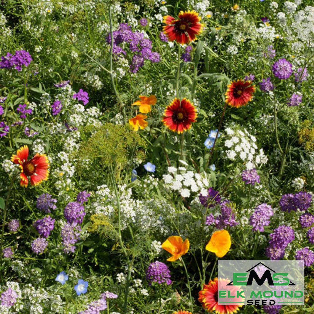 Beneficial Bug Wildflower Seed