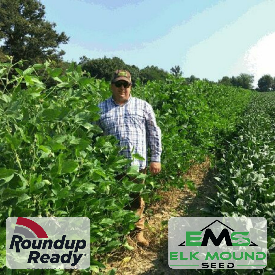 buy soybean seeds for planting Eagle Seed Big Fellow Forage Soybean, Glyphosate Tolerant, 1 Acre
