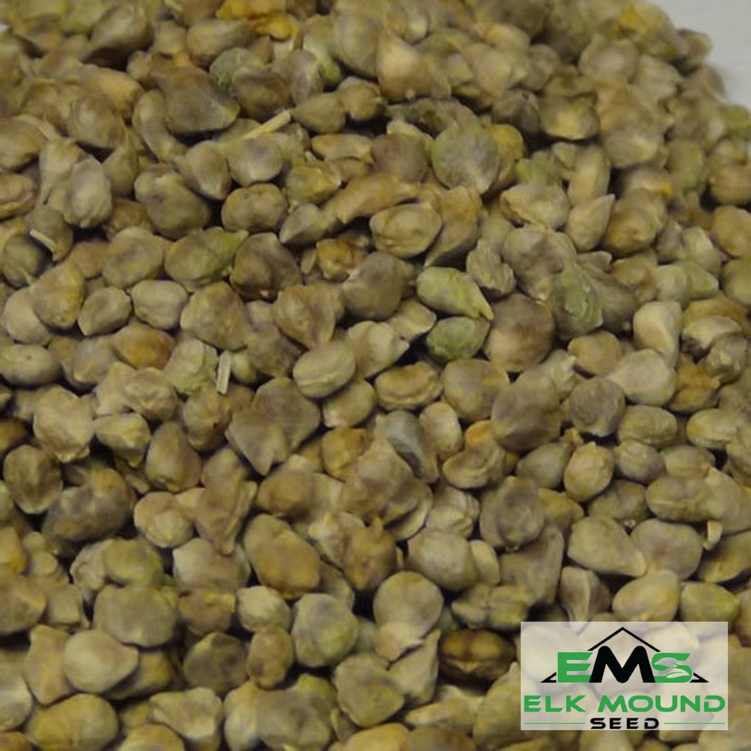 Bloomsdale Long Standing Spinach Seed