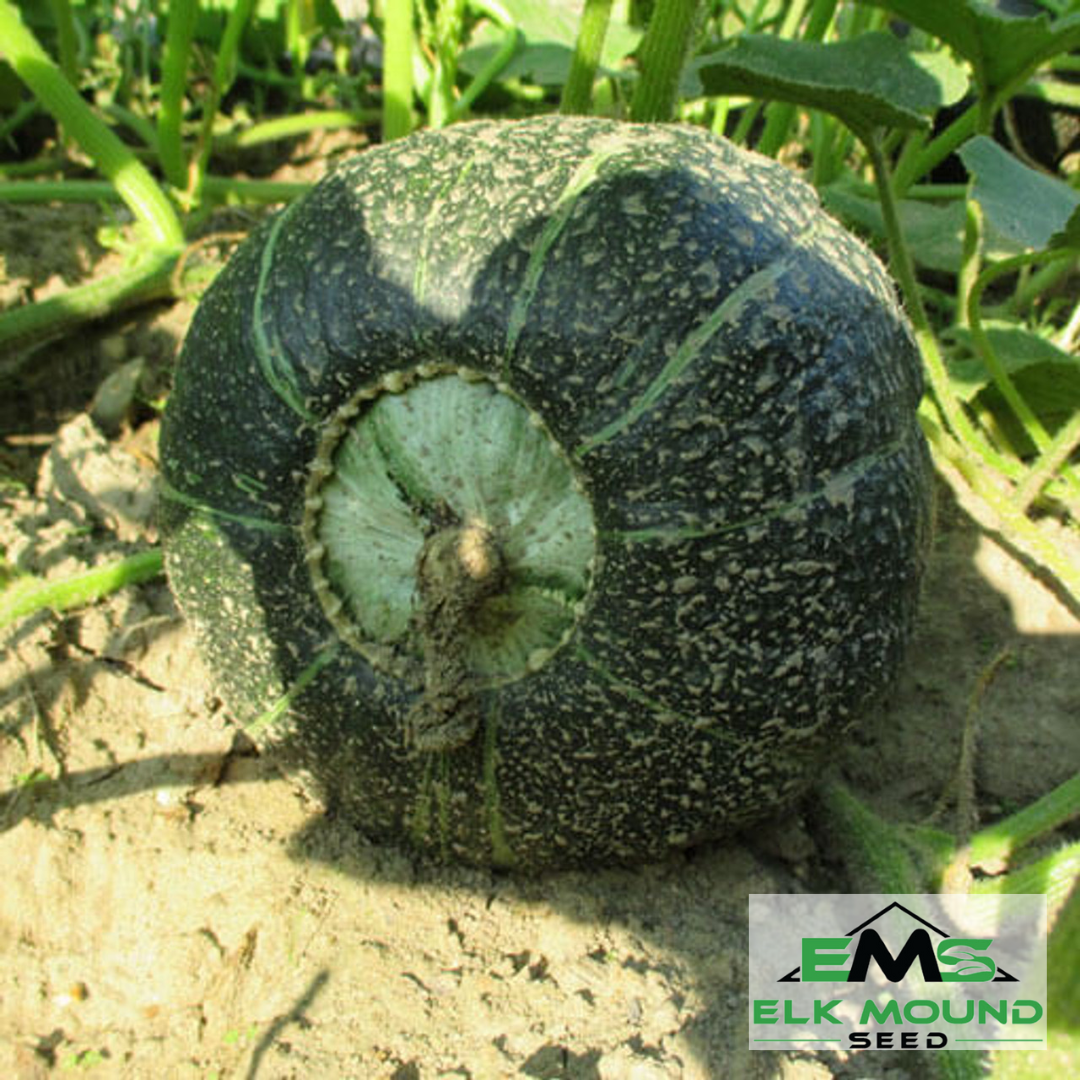 Burgess Buttercup Squash Seed
