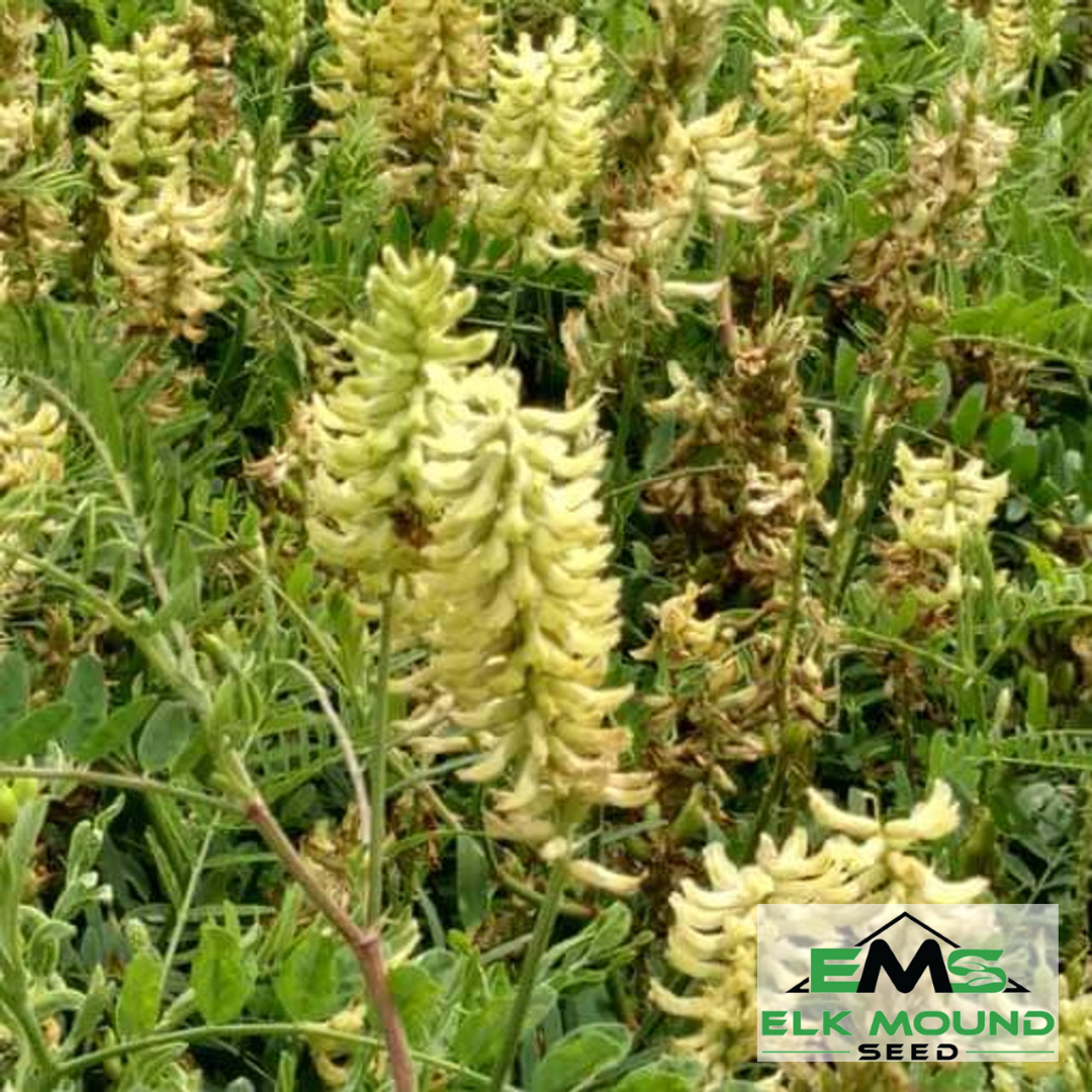 milk seed plant Canada Milkvetch Seed (Astragalus canadensis)
