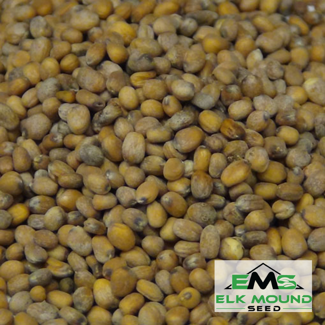 Cherry Belle Radish Seed