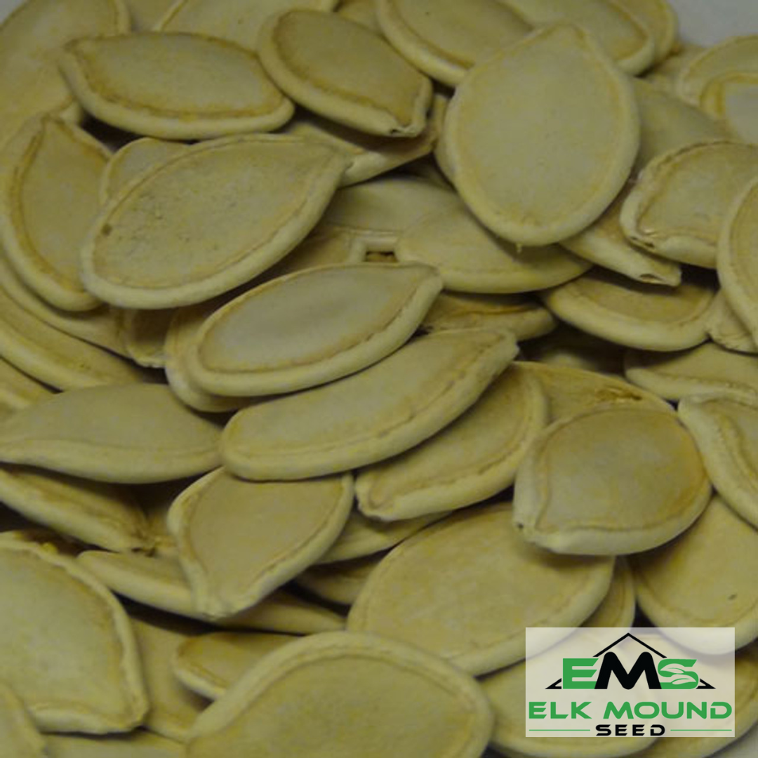 Connecticut Field Pumpkin Seed
