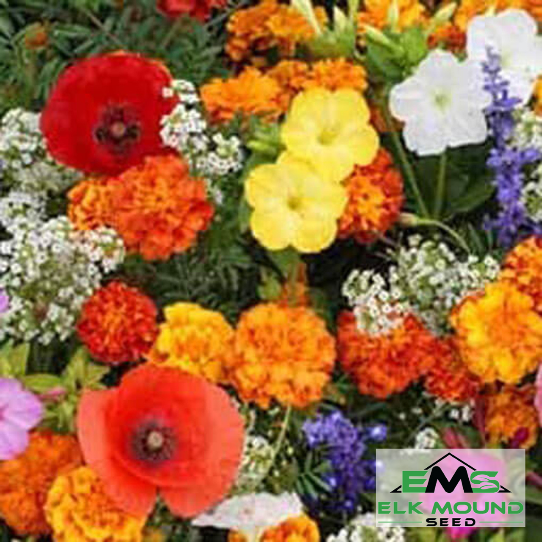 deer resistant perennial wildflower seeds Deer Resistant Wildflower Seed Mix