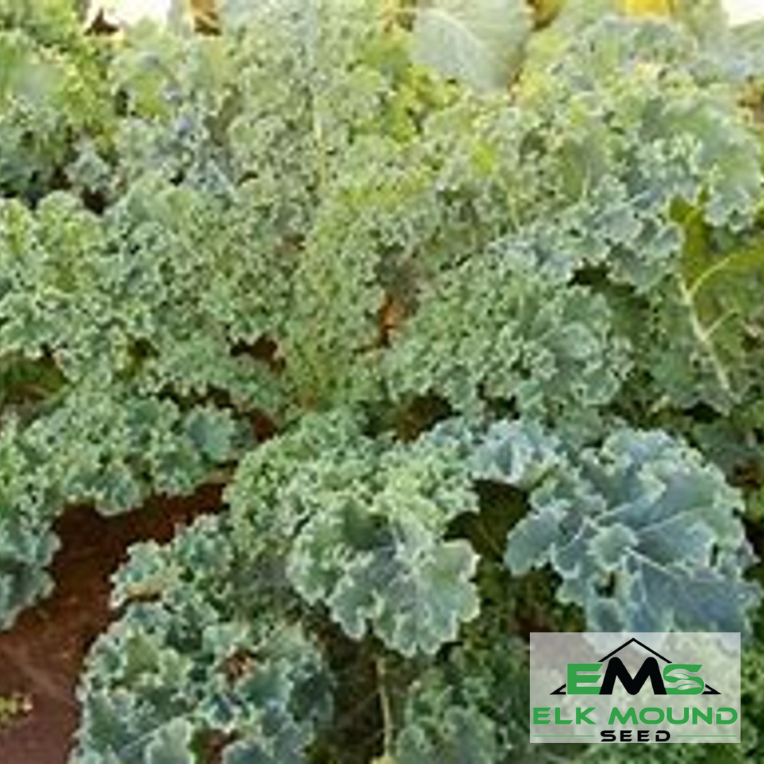 Dwarf Siberian Kale Seed