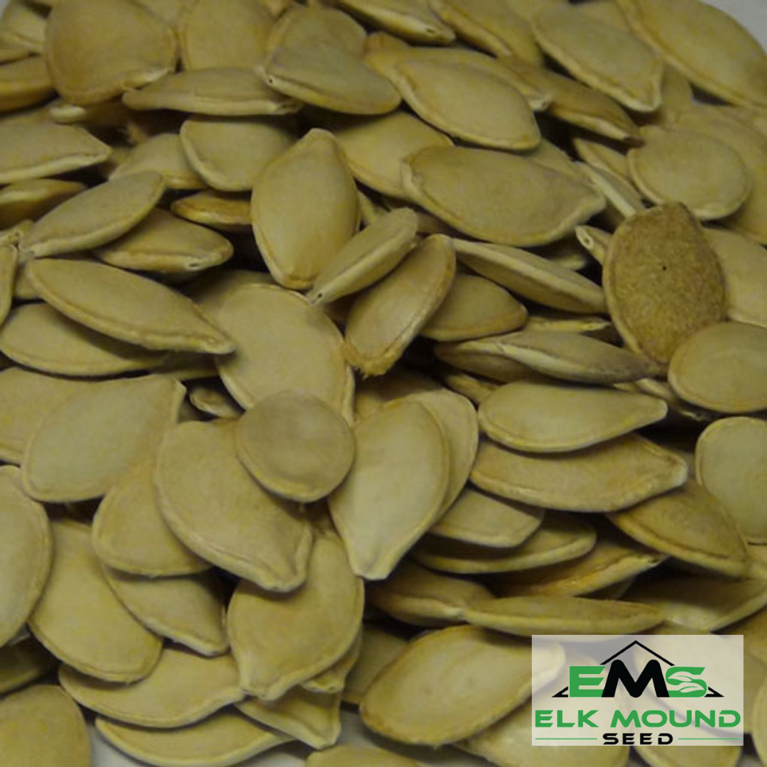Early Prolific Straightneck Squash Seed