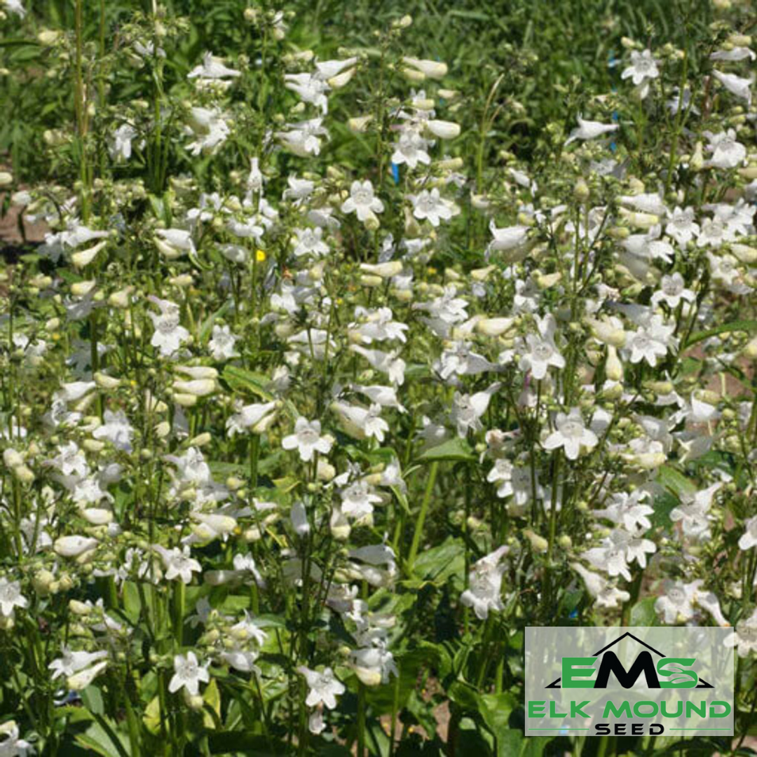 planting digitalis seeds Perennial Wildflower, Foxglove Beardtongue, Native, Meadow, Prairie Home garden Pollinators – Elk Mound Seed