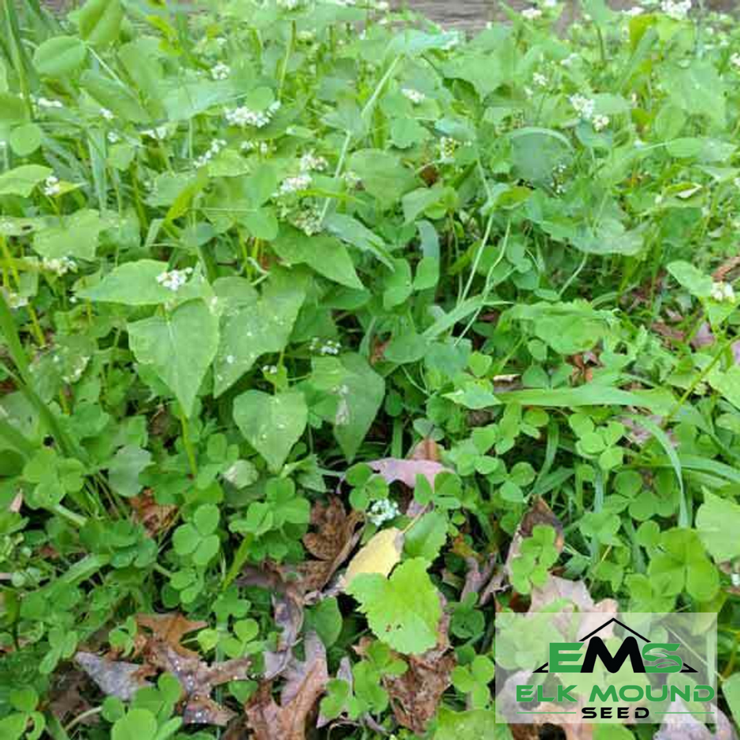 Garden Plowdown Mix Seed