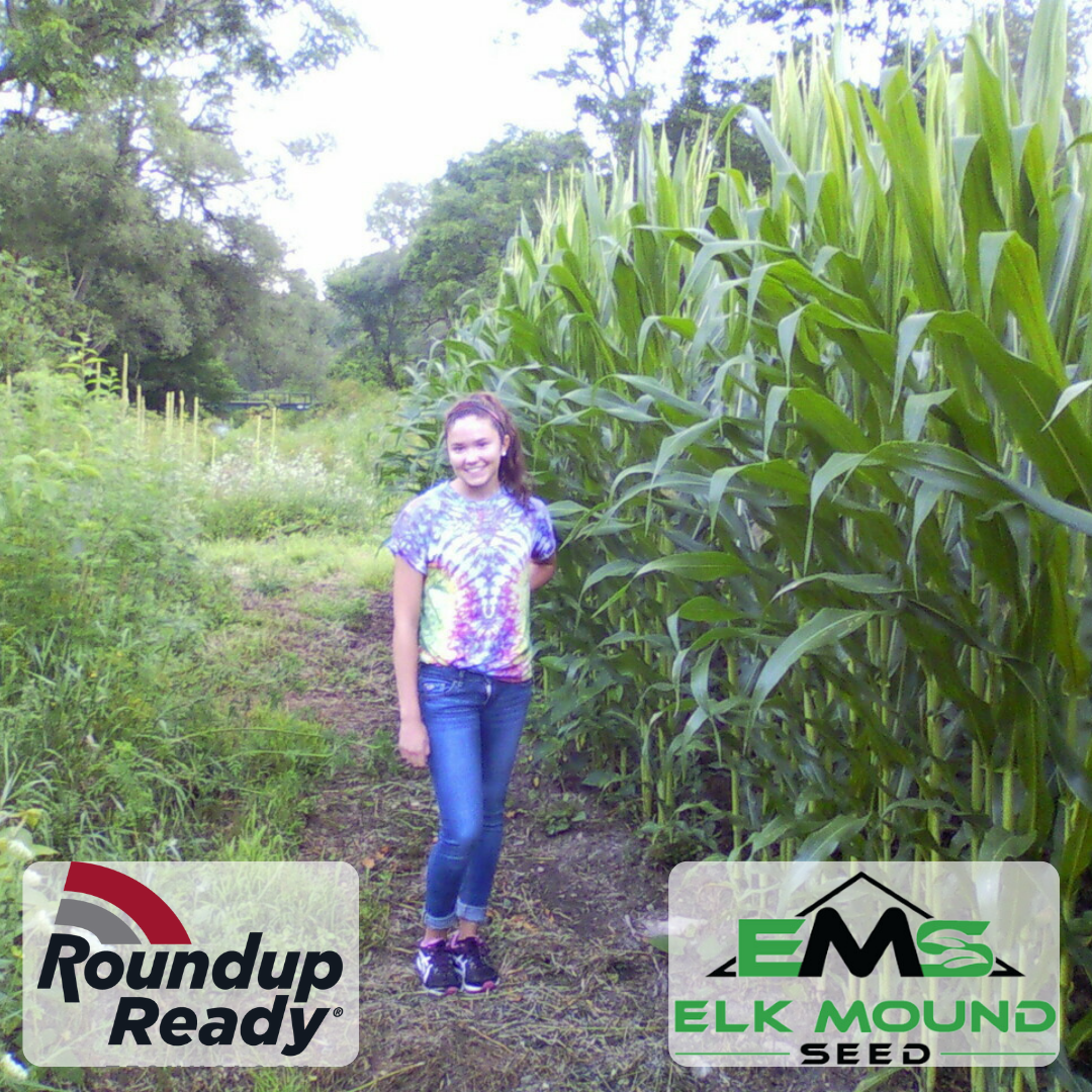 Glyphosate Tolerant Wildlife Seed Corn
