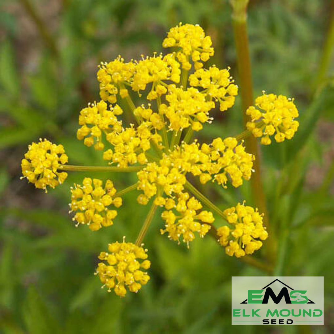Golden Alexanders Seed (Zizia aurea)