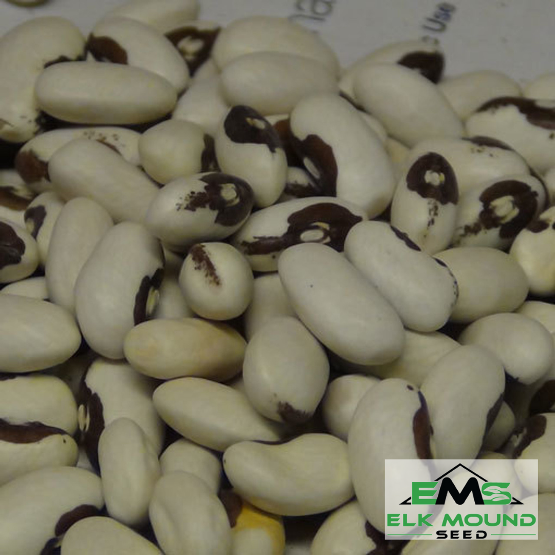 Buy Golden Wax Yellow Bush Bean Seeds Online Elk Mound Seed Co