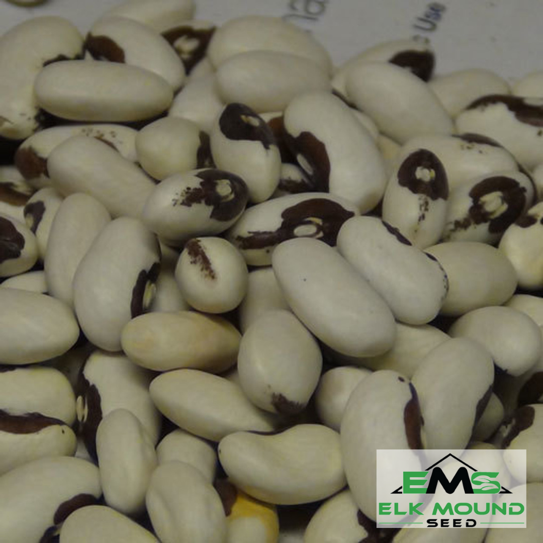 Golden Wax Yellow Bush Bean Seed