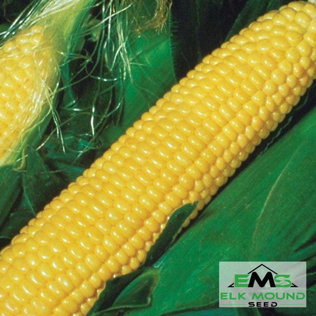 Jubilee Sweet Corn Seed