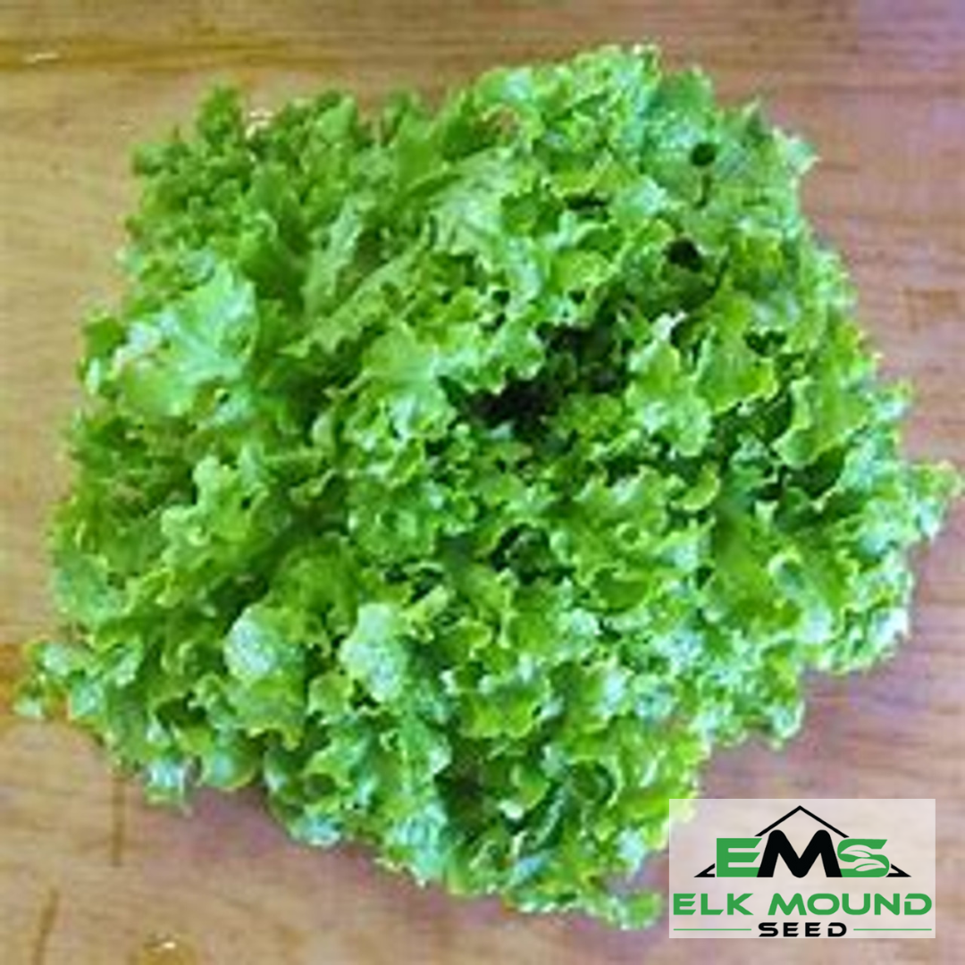 Green Salad Bowl Lettuce Seed