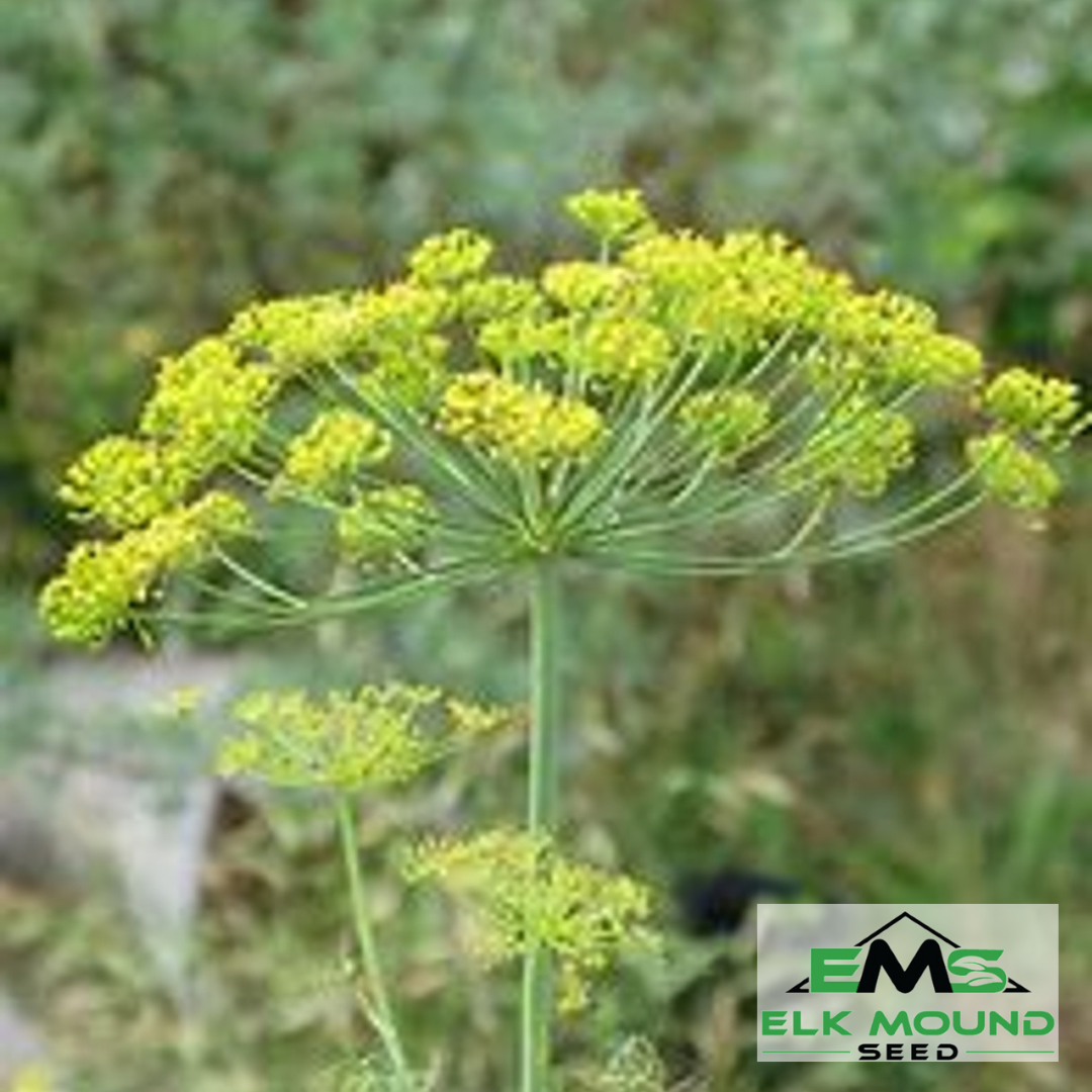 Mammoth Long Island Dill Seed