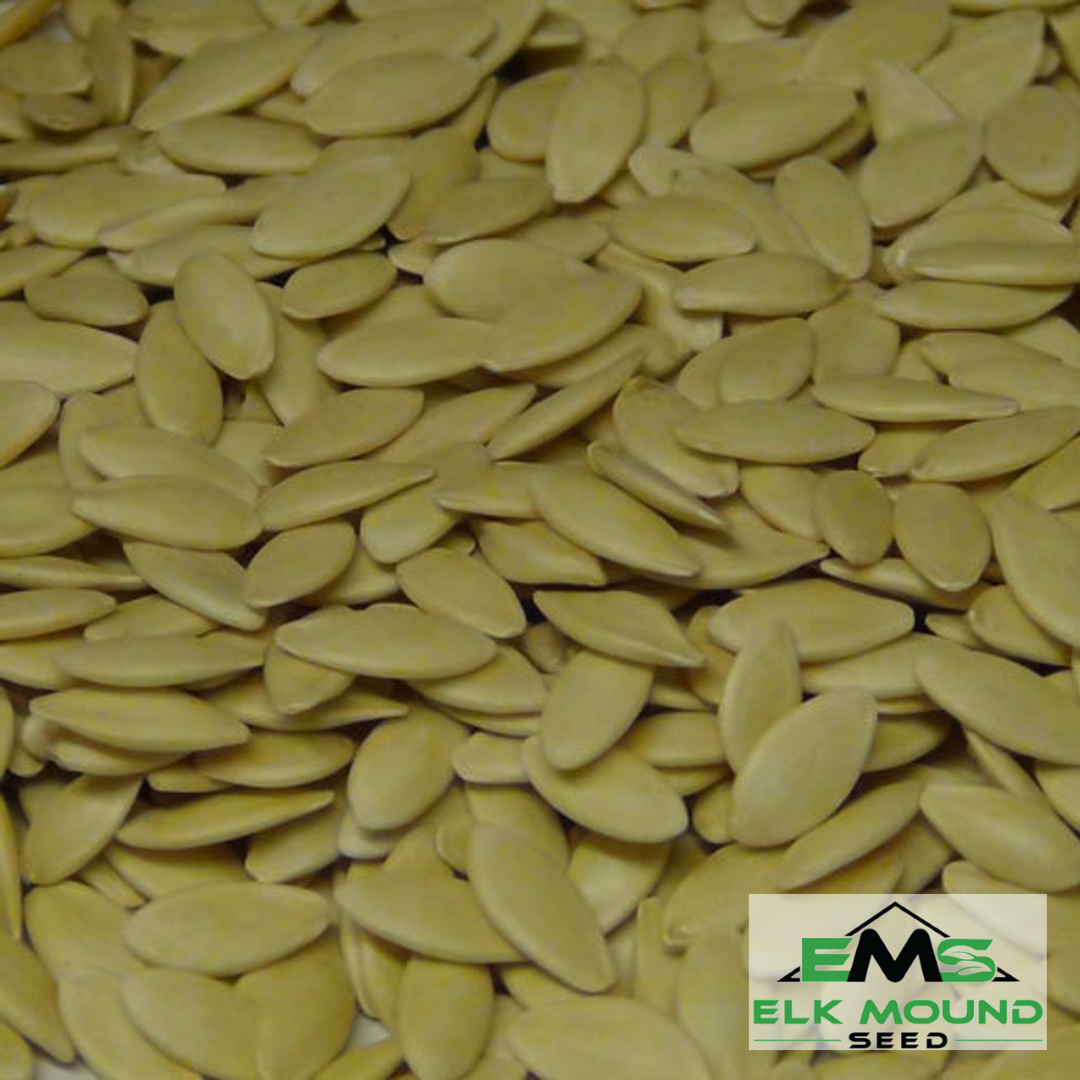 Marketmore 76 Cucumber Seed