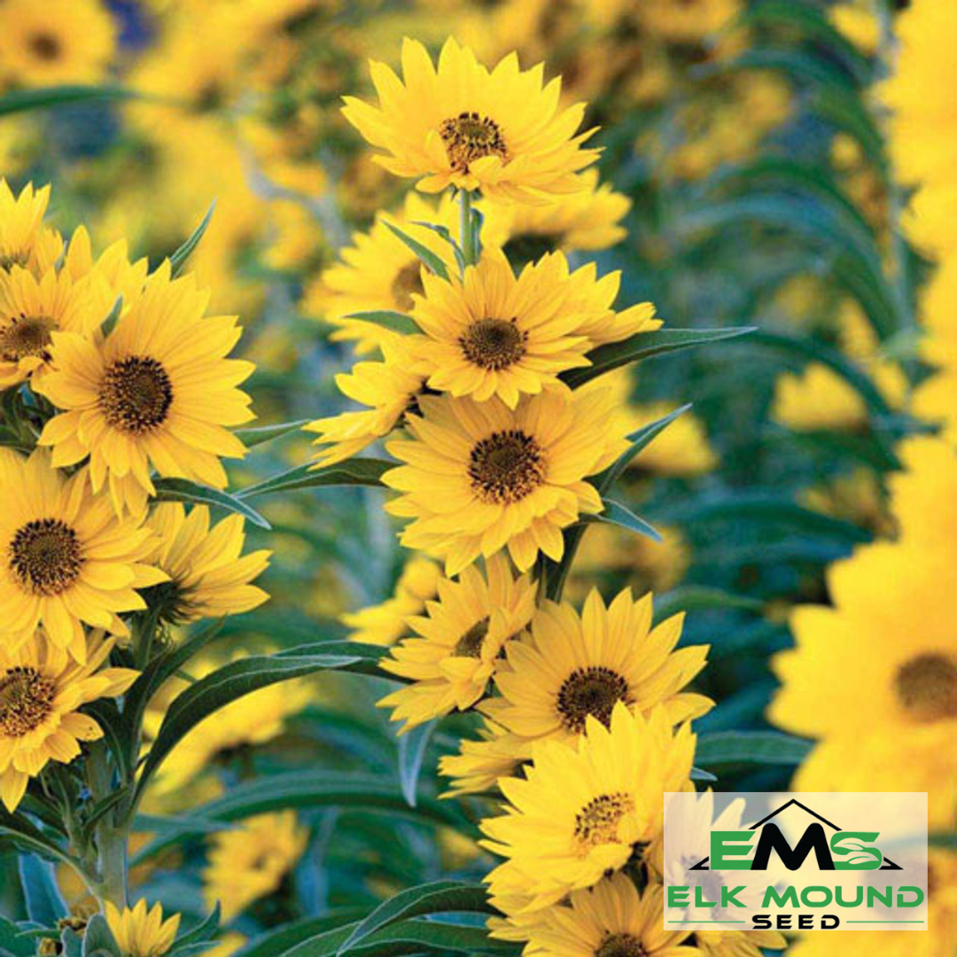 roundup ready sunflower seeds for planting Maximilian Sunflower Seed (Helianthus maximiliani)