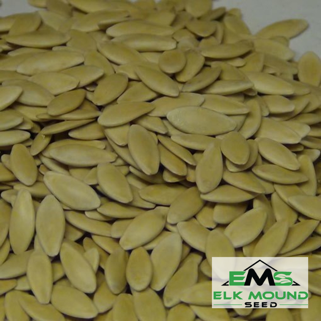 Boston Pickling Cucumber Seed