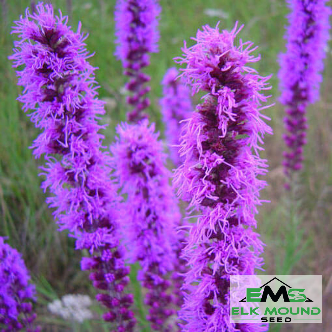 planting liatris seeds Cut Flower, Birds, Hummingbirds, Butterfly, Schinia Gloriosa, Meadow, Prairie, Native Wildflower – Elk Mound Seed