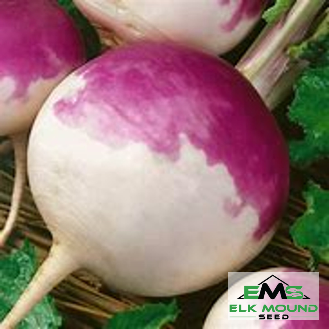 Purple Top White Globe Turnip Seed