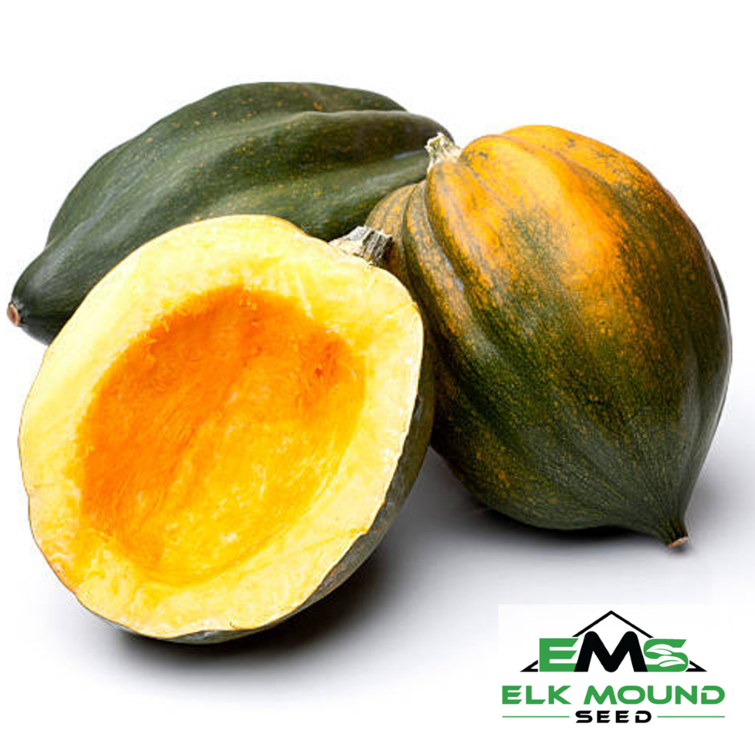Table Queen Acorn Squash Seed