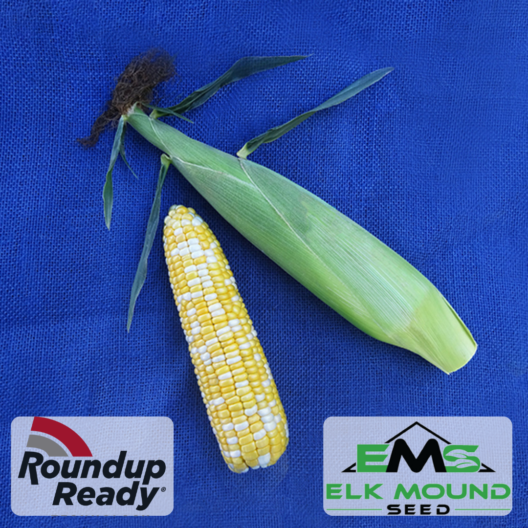 Quick Trip Attribute II Sweet Corn (Roundup Ready)