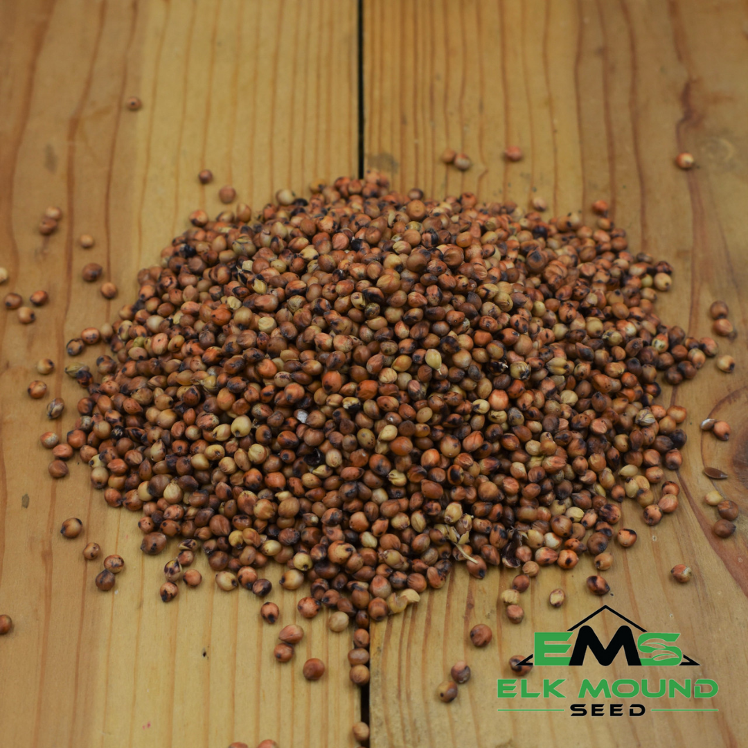 milo seeds for planting Red Milo (Bird Seed)