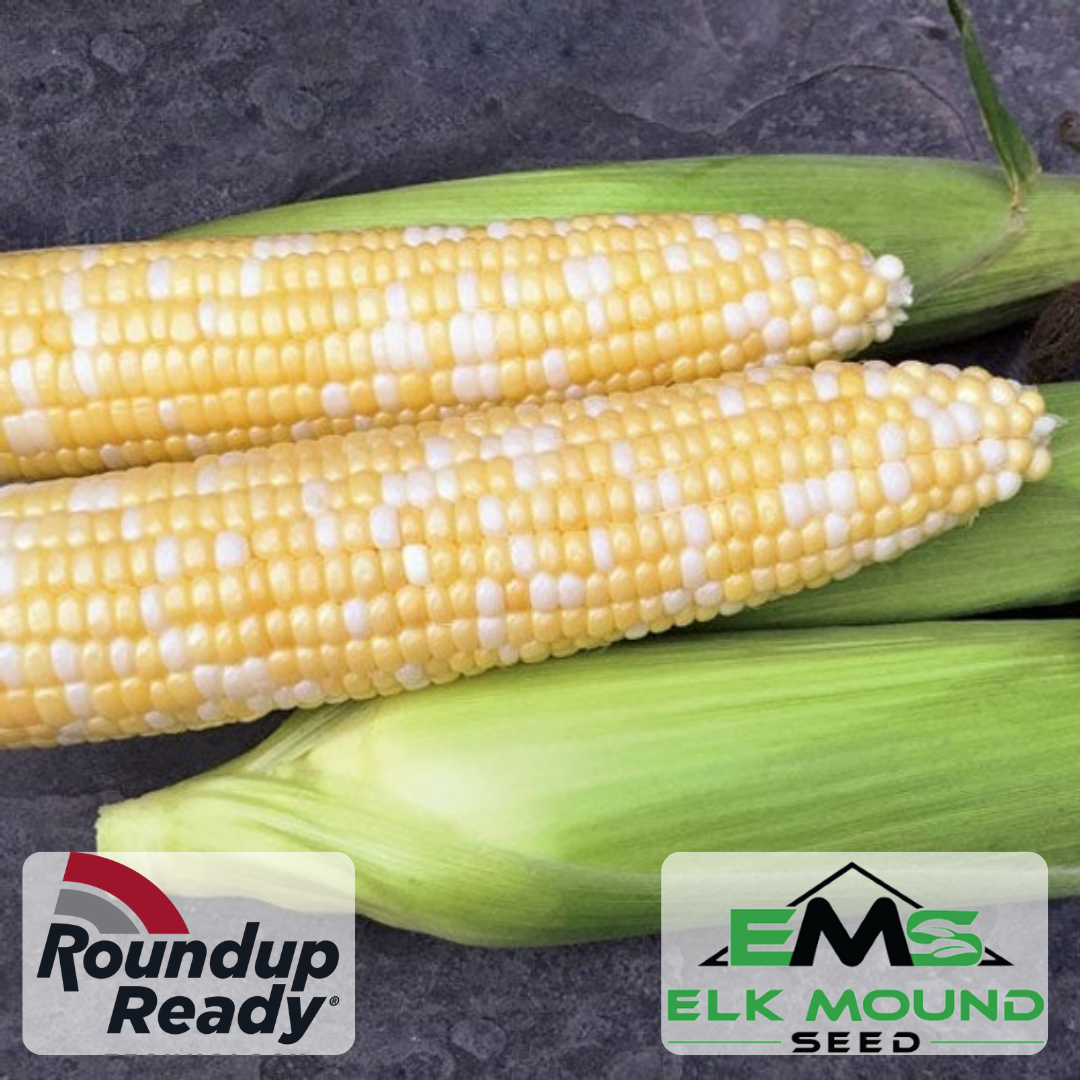 Remedy Attribute II Sweet Corn (Roundup Ready)