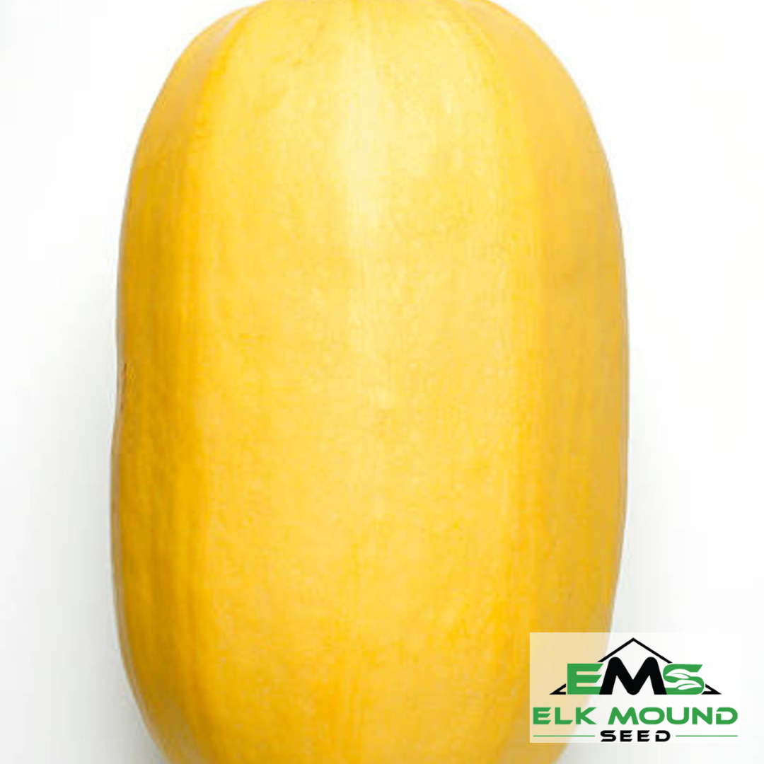 Vegetable Spaghetti Squash Seed