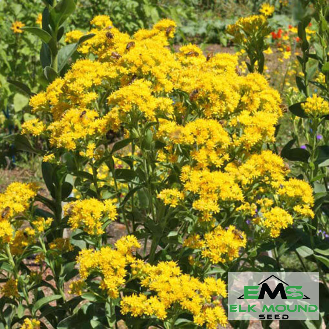 Stiff Goldenrod Seed (Solidago rigida)