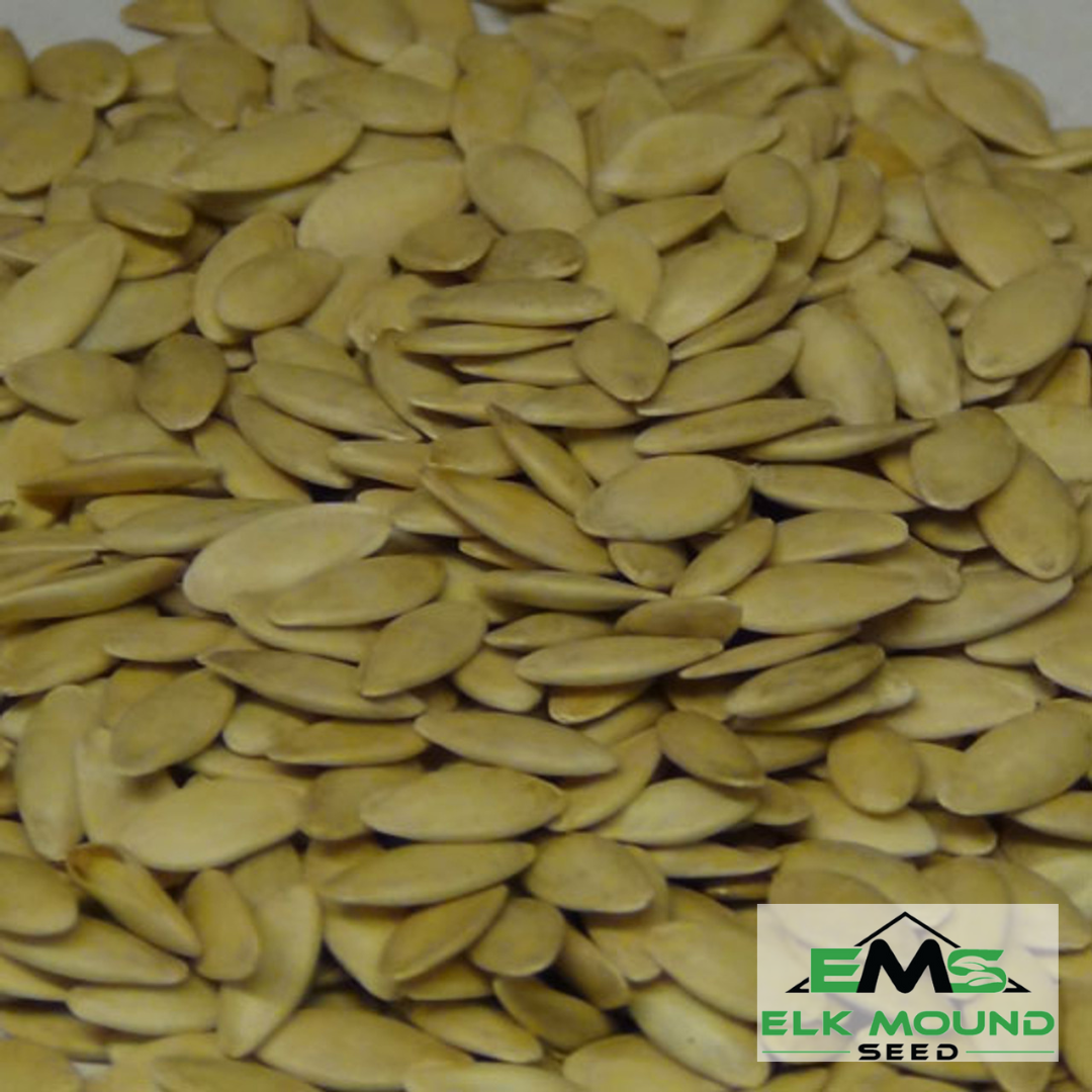 Straight Eight Cucumber Seed