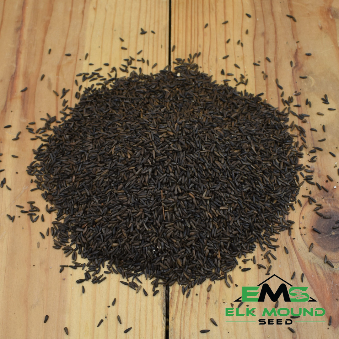 thistle nyjer seed plant Thistle Birdseed (Nyger)