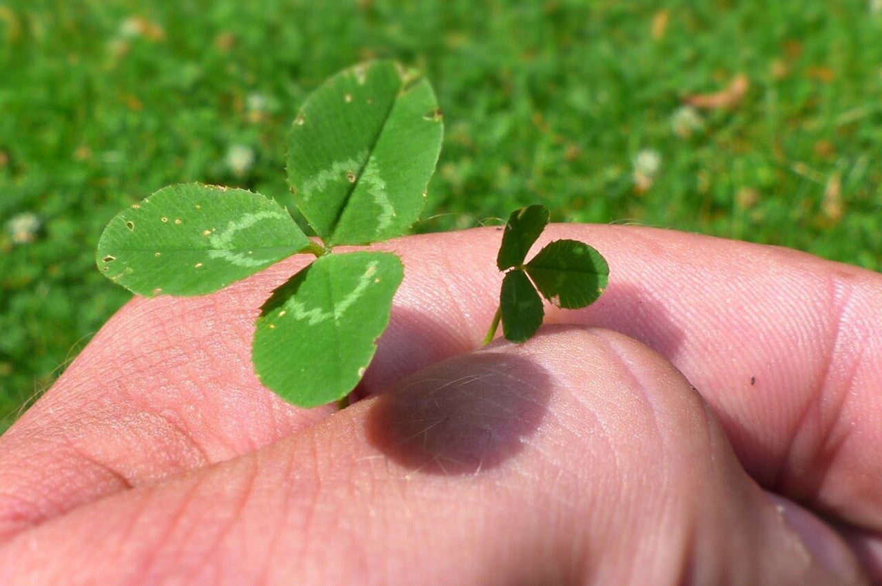 EuroMic MicroClover Seed
